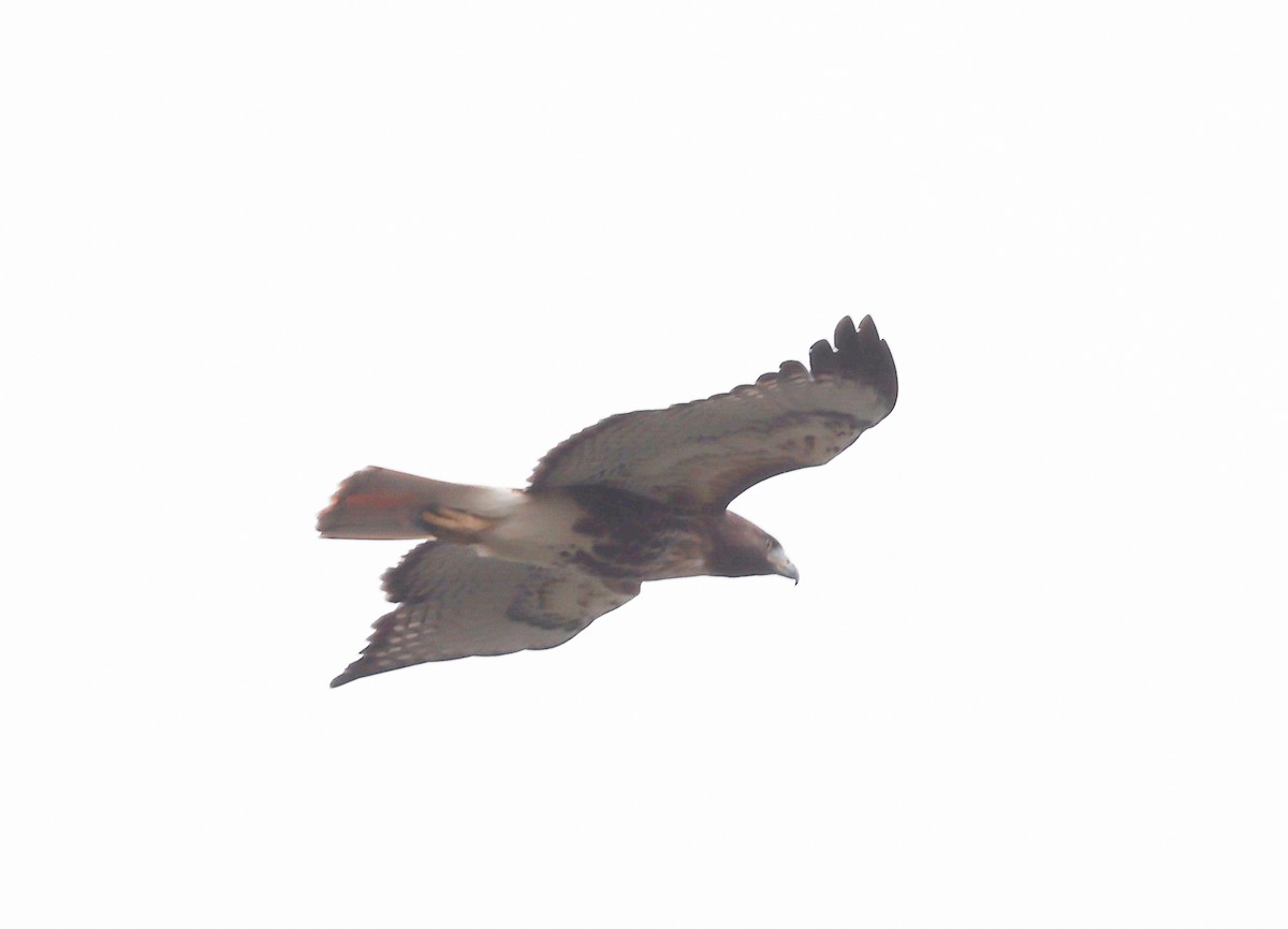 Red-tailed Hawk - ML609292689