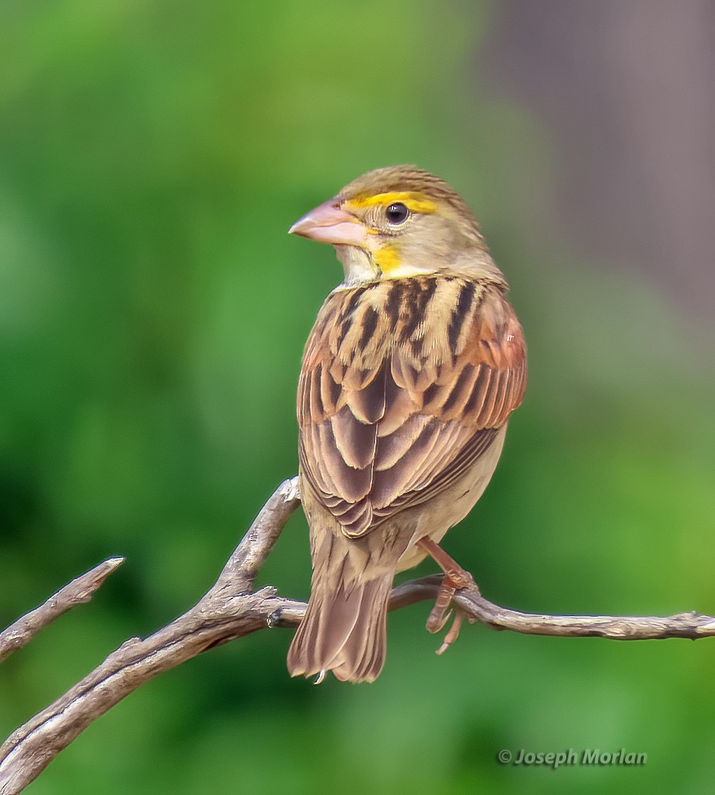 Dickcissel - Joseph Morlan