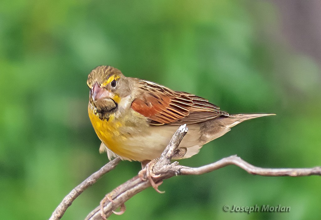 Dickcissel - Joseph Morlan