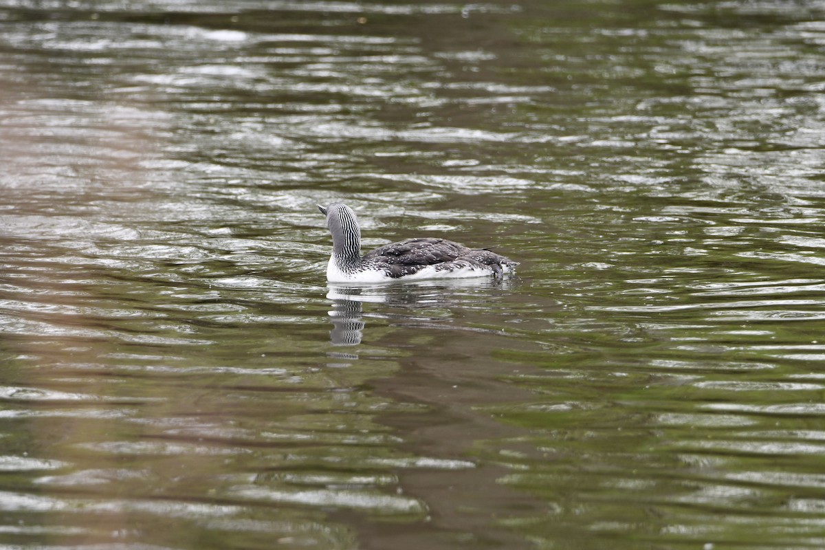 Red-throated Loon - ML609292914