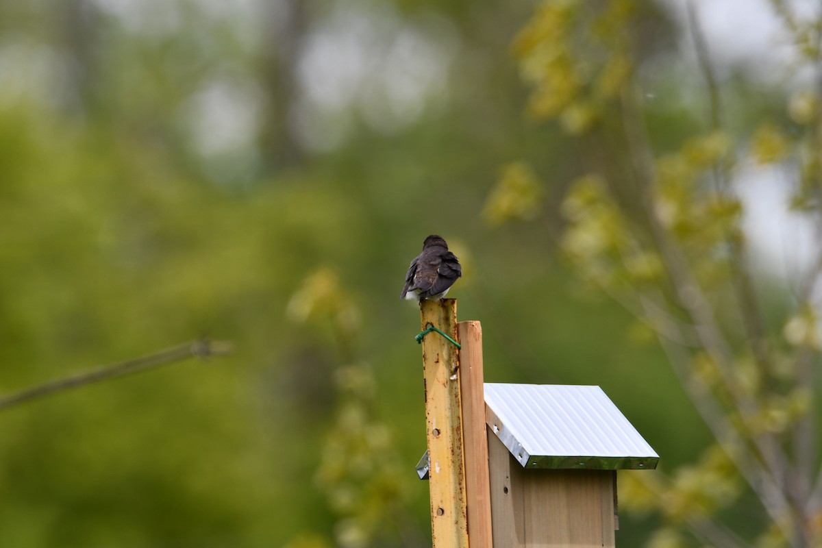 Tree Swallow - ML609292939