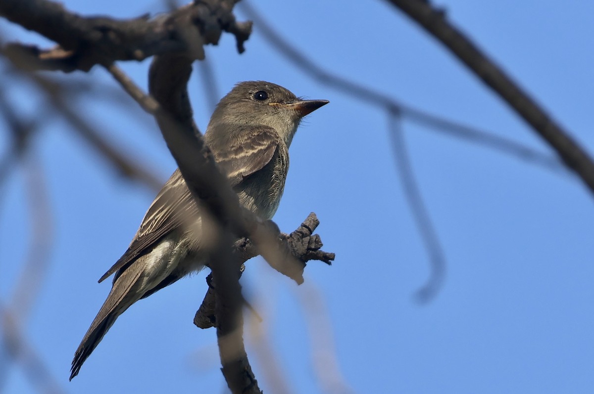 Western Wood-Pewee - Mary Cantrell