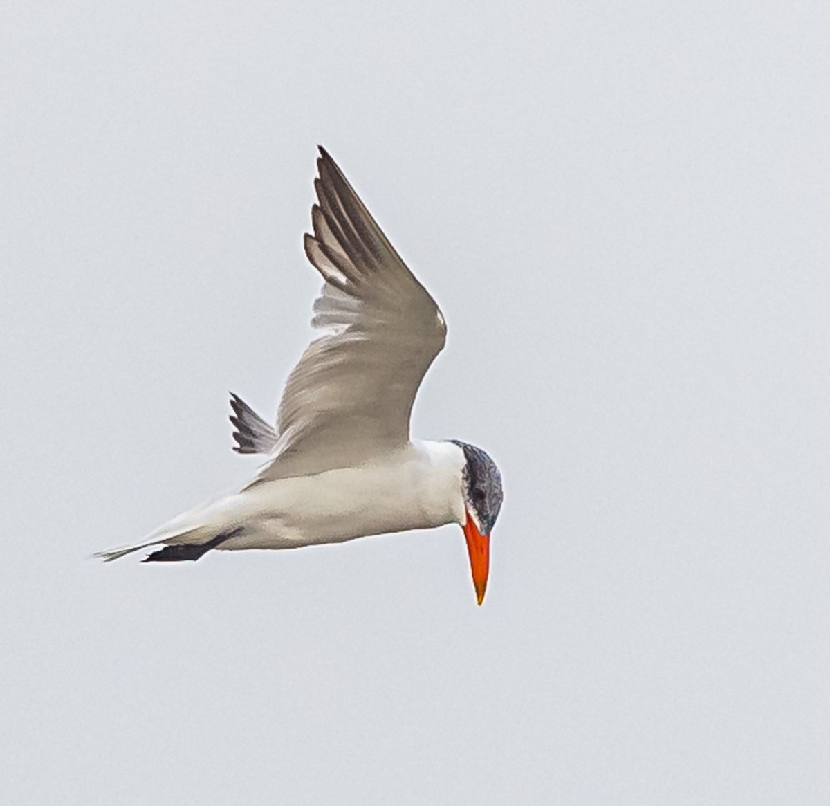 Caspian Tern - ML609293017