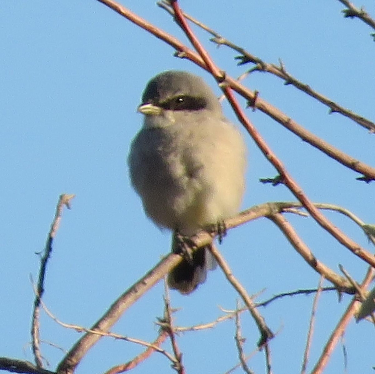 Loggerhead Shrike - Joel McIntyre