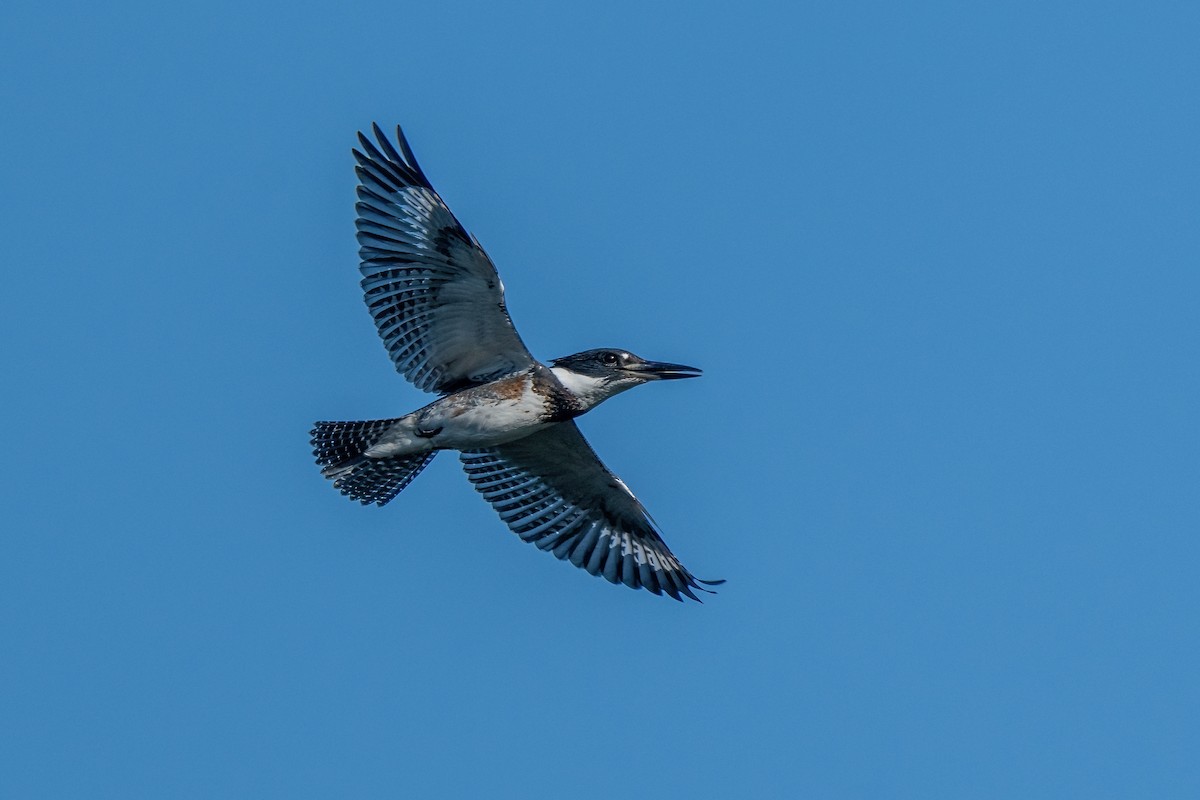 Belted Kingfisher - ML609293073
