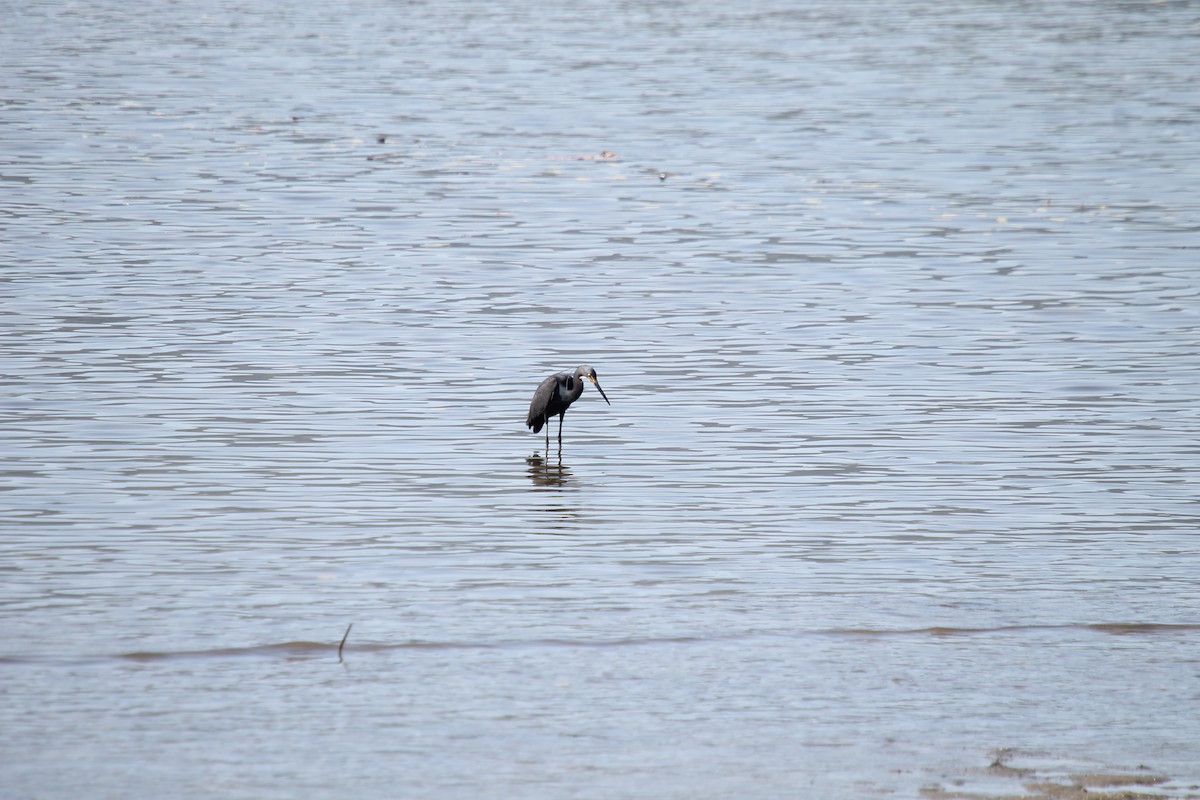 Little Egret (Dimorphic) - ML609293187