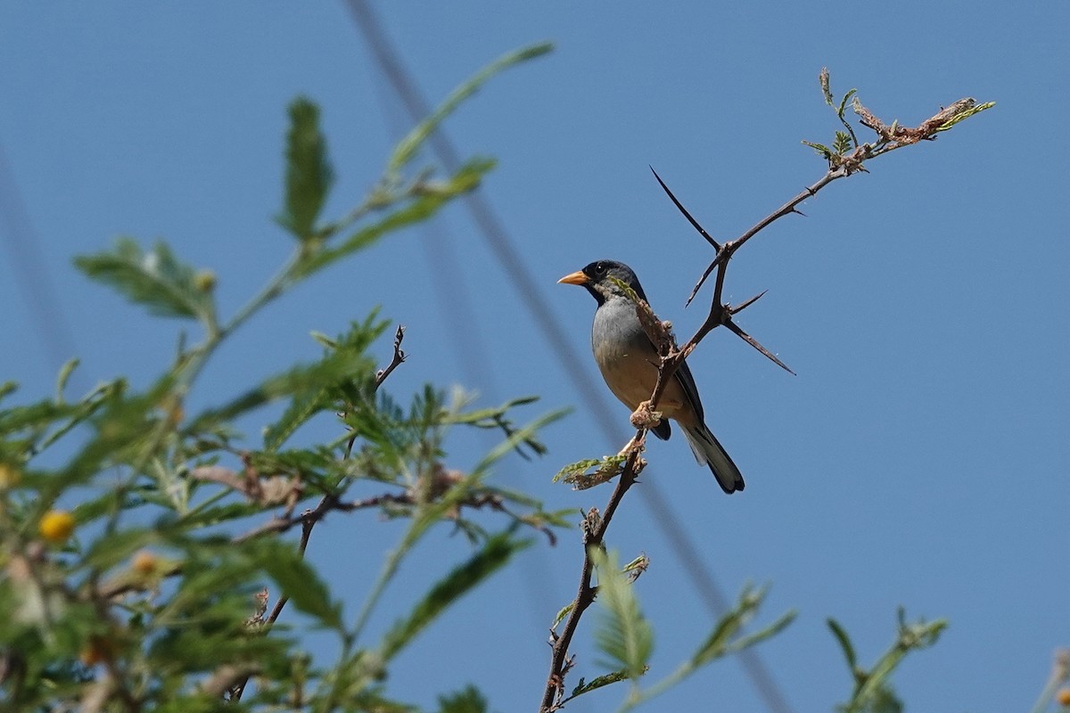 Buff-bridled Inca-Finch - ML609293227