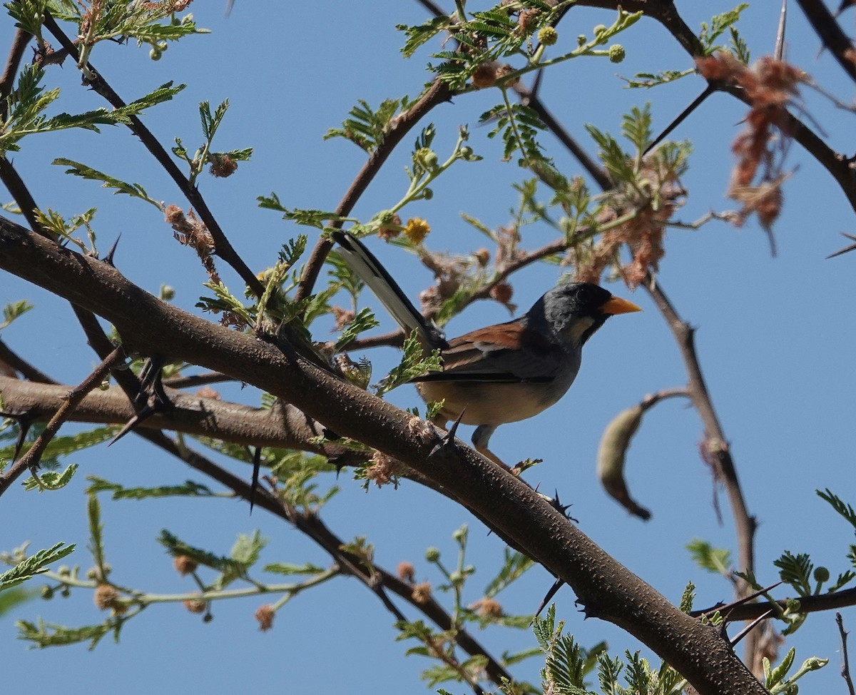 Buff-bridled Inca-Finch - ML609293229