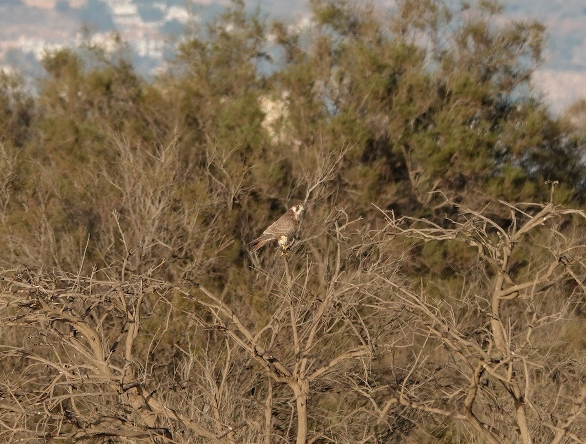 Peregrine Falcon - ML609293269