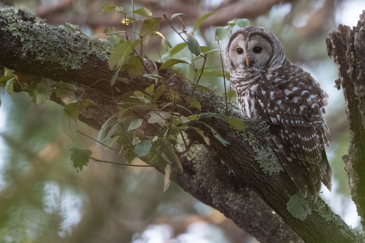 Cinereous Owl - ML609293461