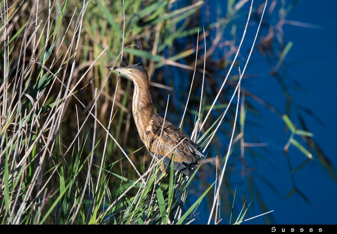 Little Bittern - ML609293573