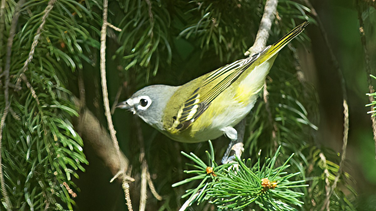 Blue-headed Vireo - ML609293592