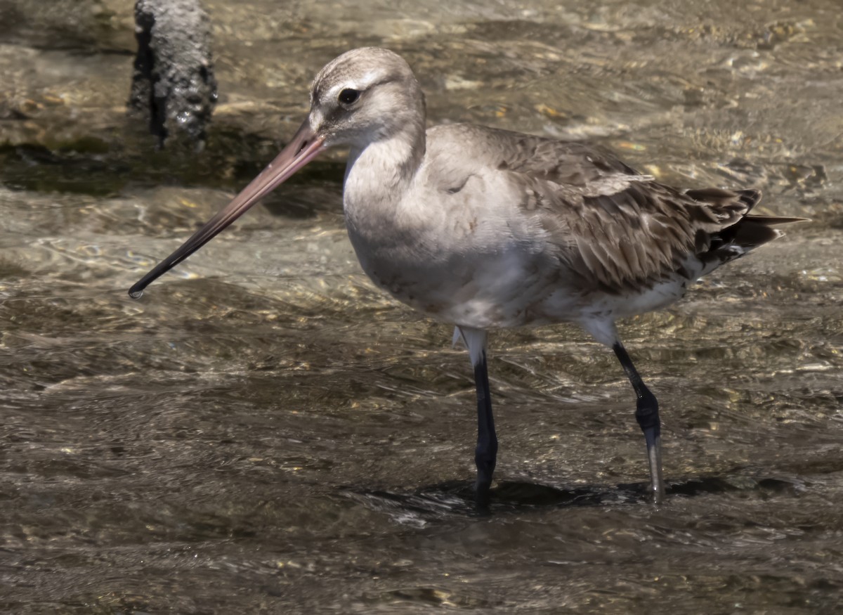 Hudsonian Godwit - ML609293711