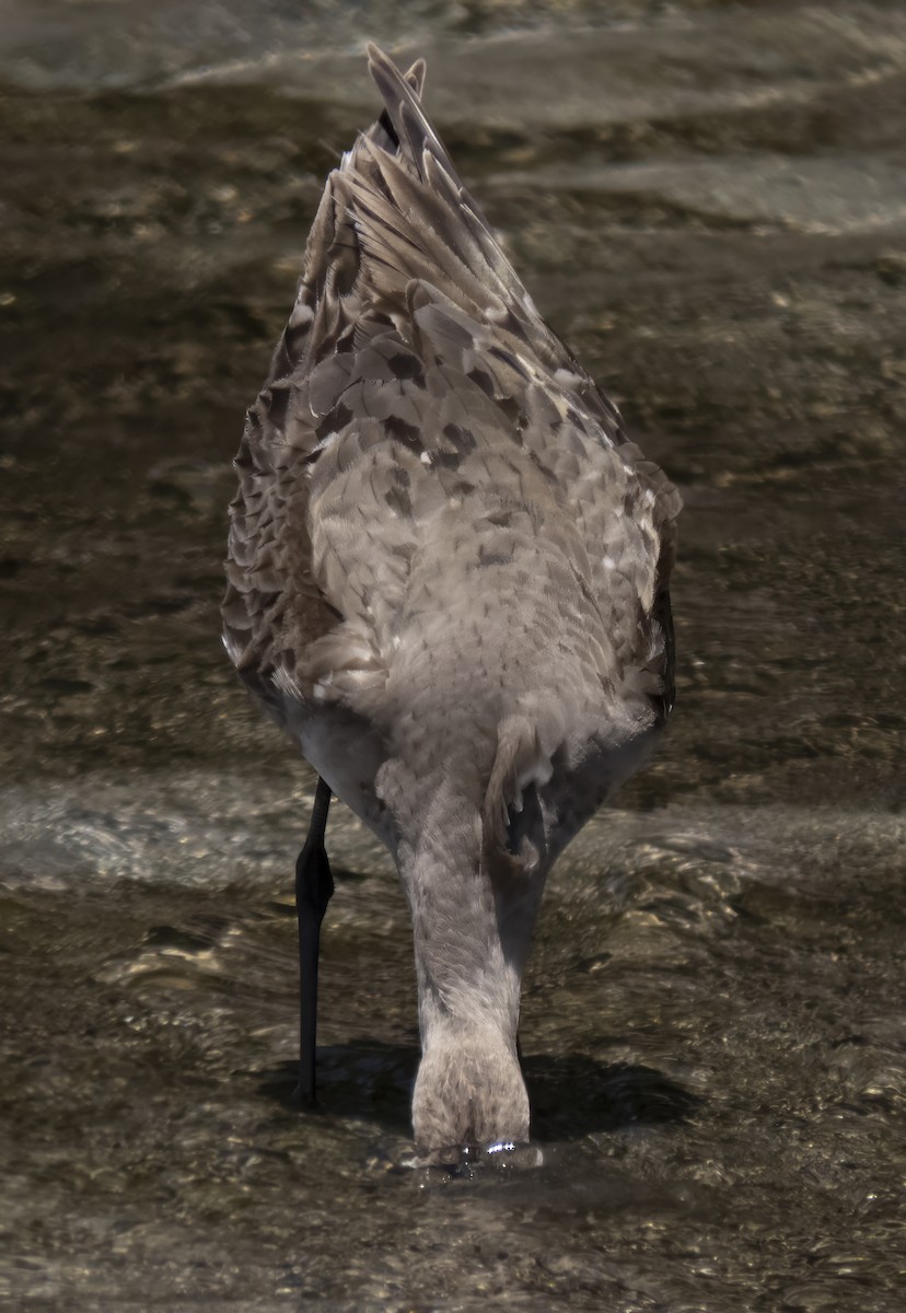 Hudsonian Godwit - ML609293712