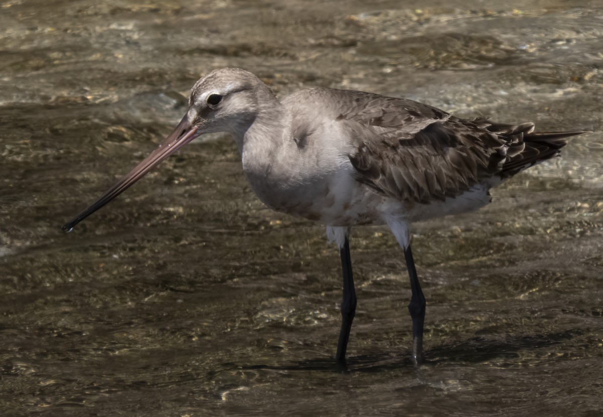 Hudsonian Godwit - Susan Davis