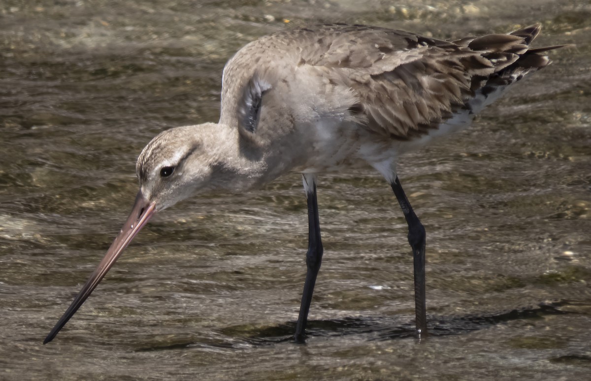 Hudsonian Godwit - ML609293715