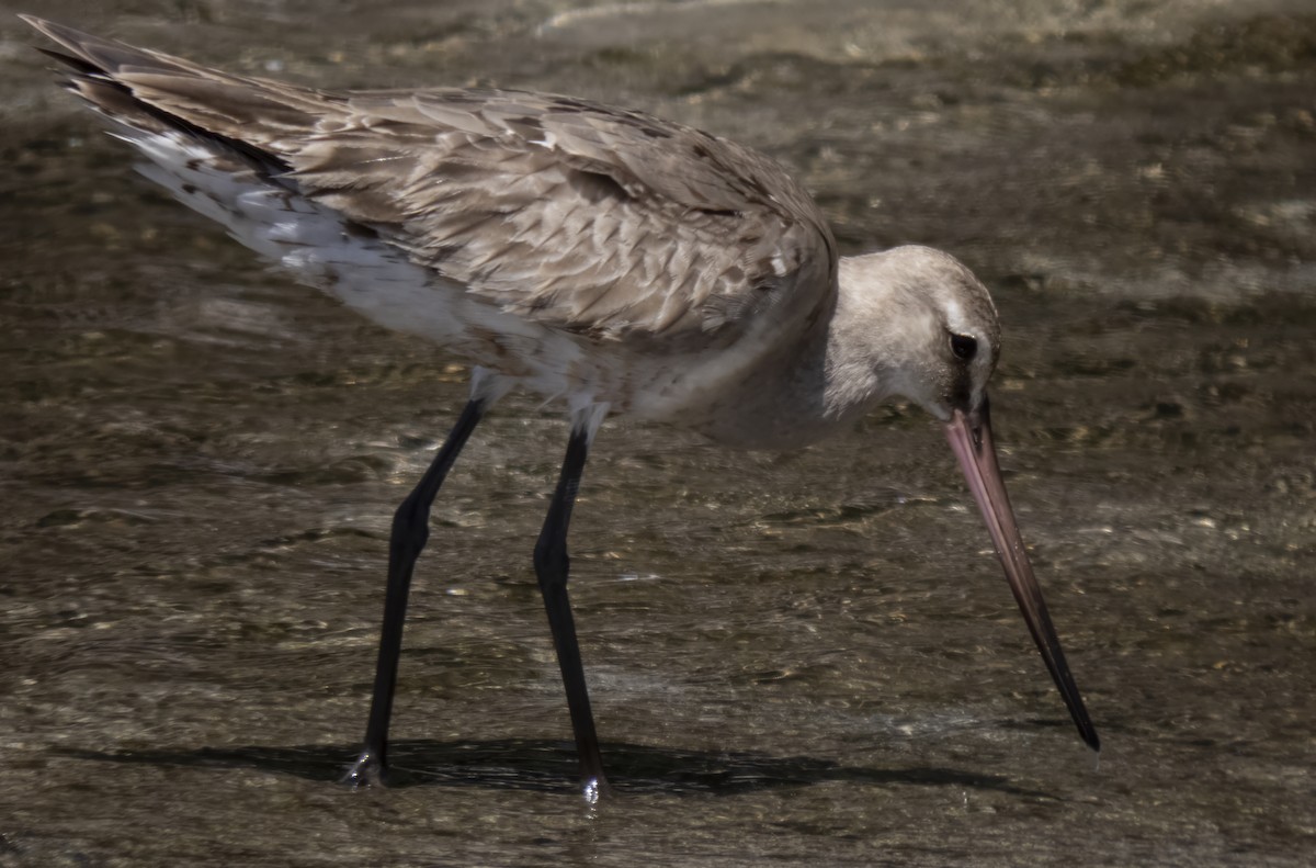 Hudsonian Godwit - ML609293716