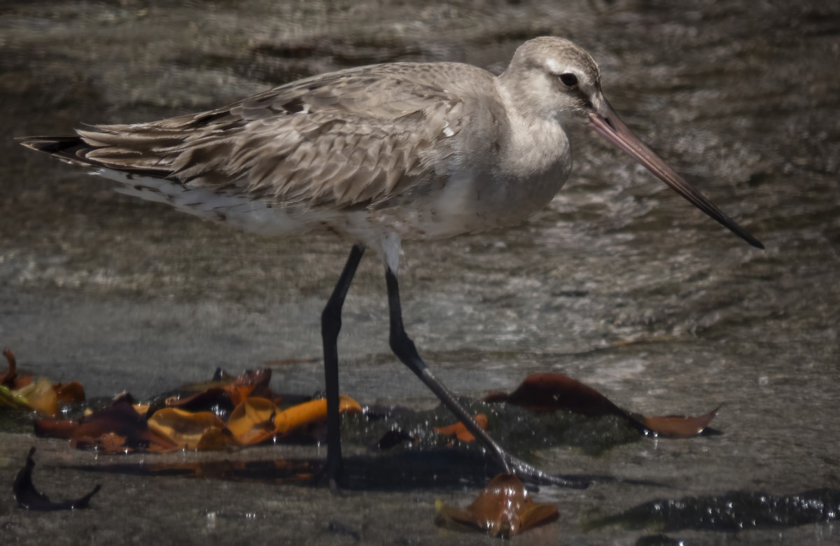 Hudsonian Godwit - ML609293717