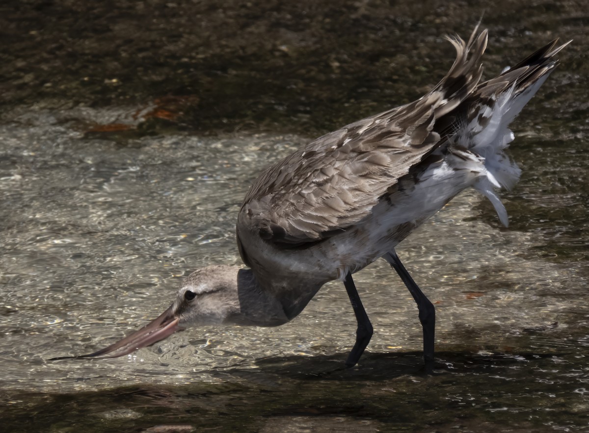 Hudsonian Godwit - ML609293718