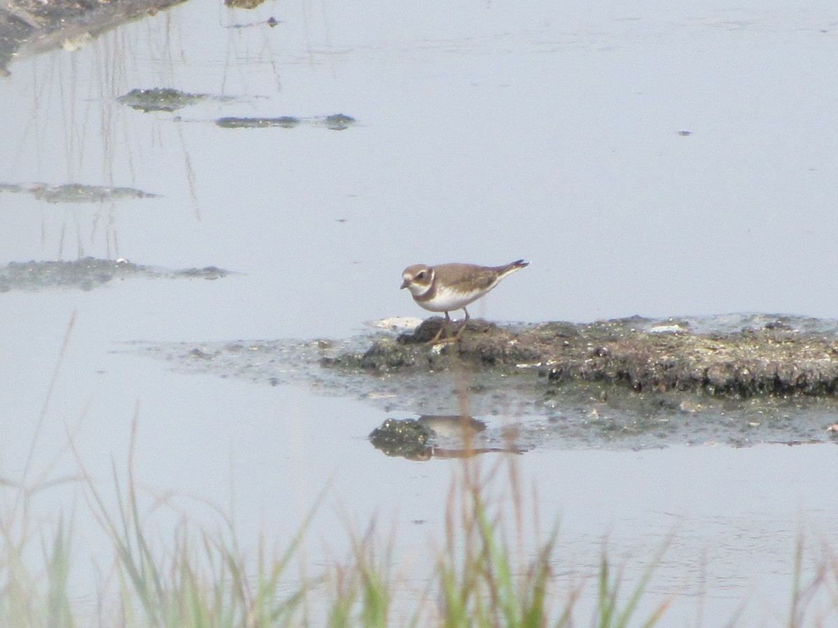 Semipalmated Plover - ML609293722