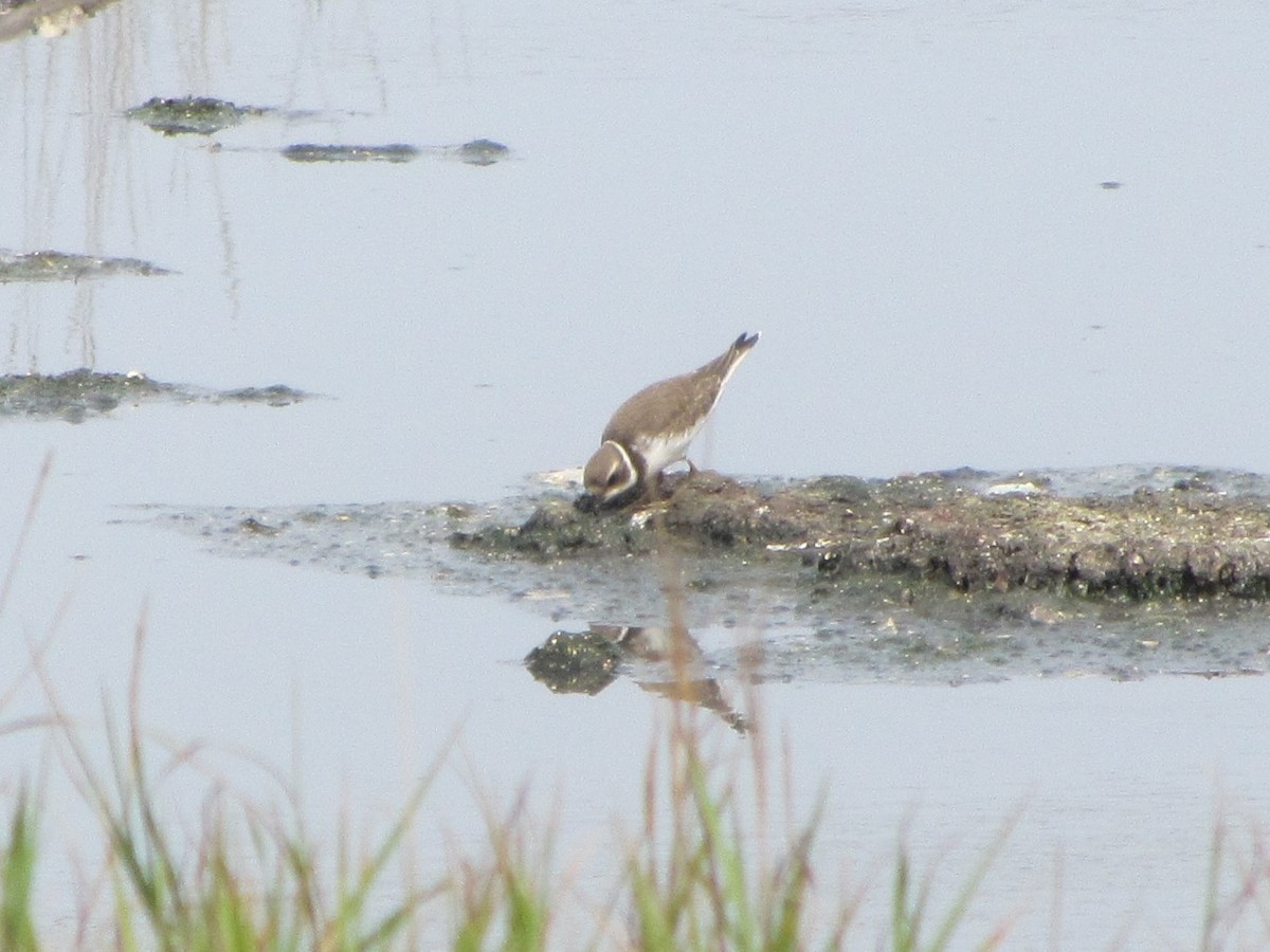 Semipalmated Plover - ML609293723