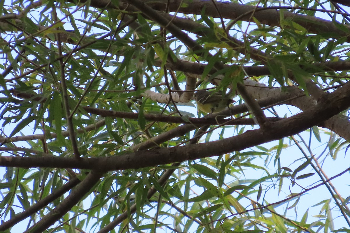 White-eyed Vireo - ML609293807