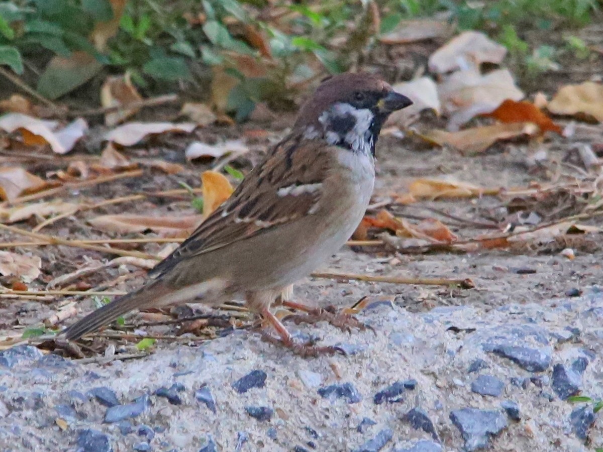 Eurasian Tree Sparrow - ML609293886