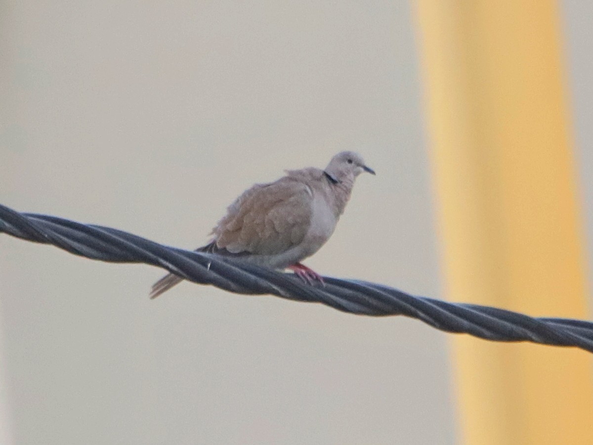 Eurasian Collared-Dove - ML609293904