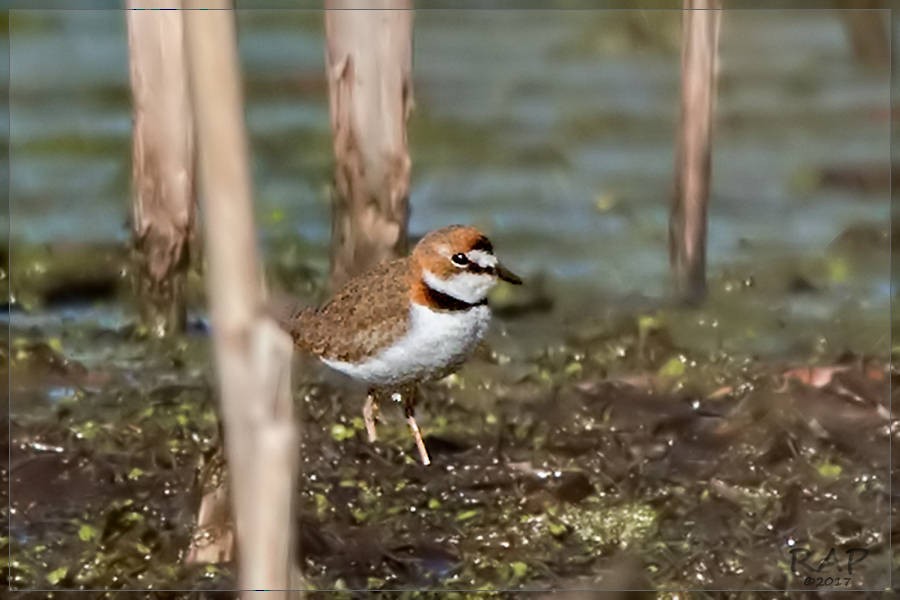 Collared Plover - ML60929391