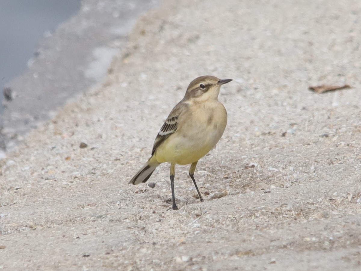 Western Yellow Wagtail - ML609293979