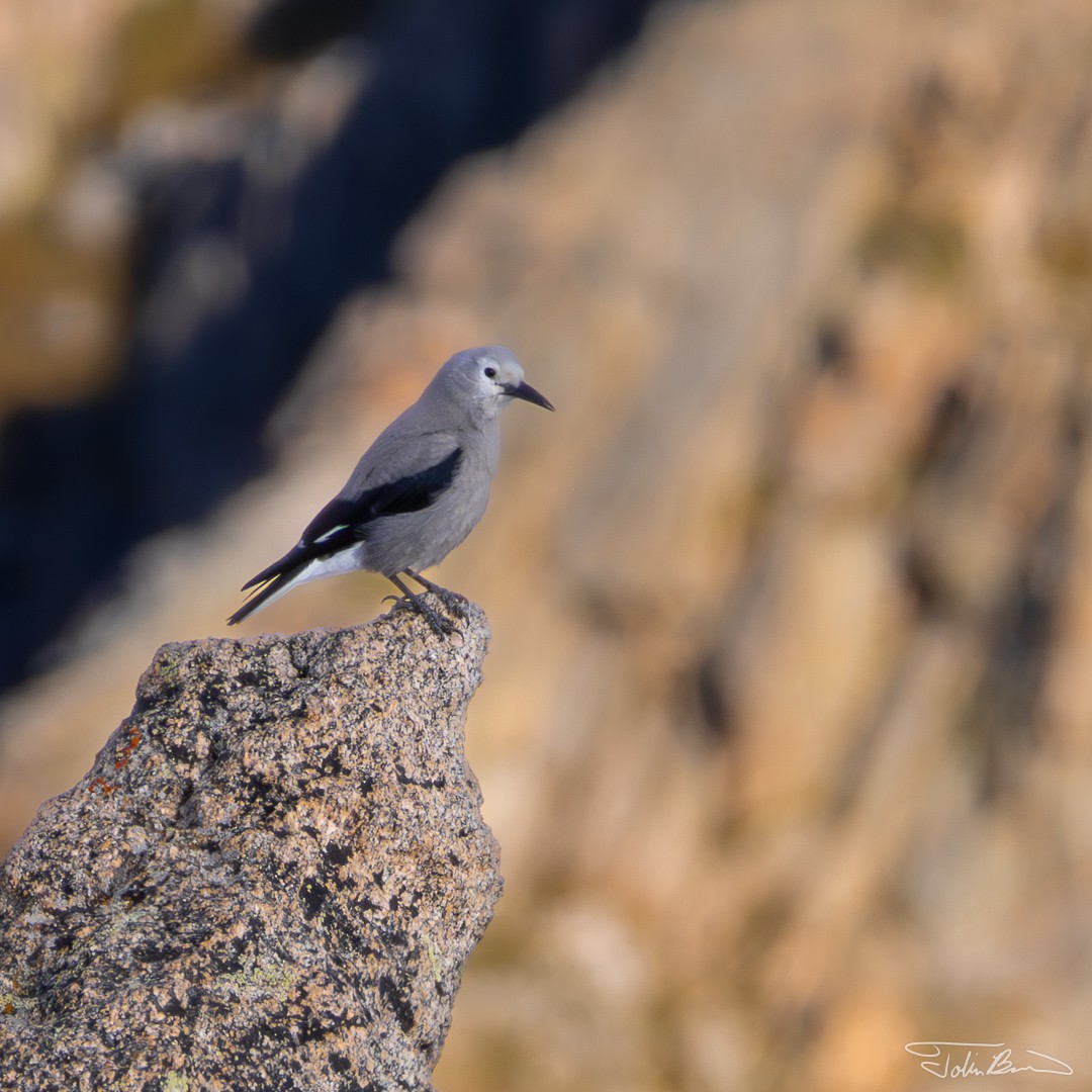 Clark's Nutcracker - ML609294003