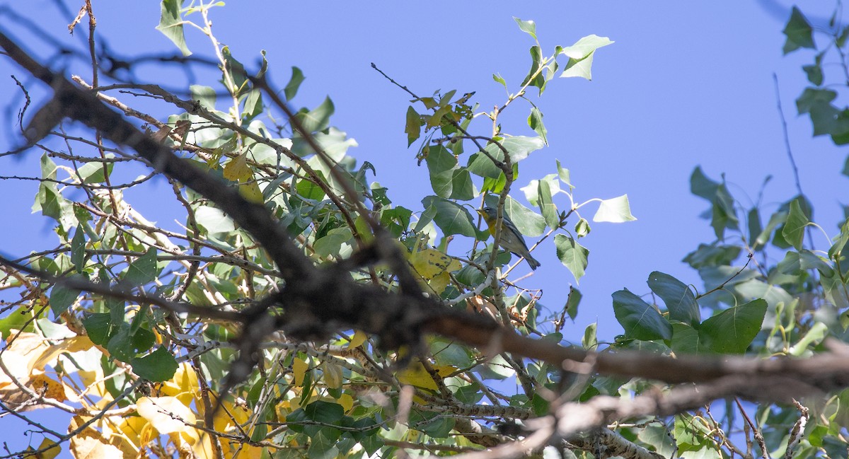 Northern Parula - ML609294045