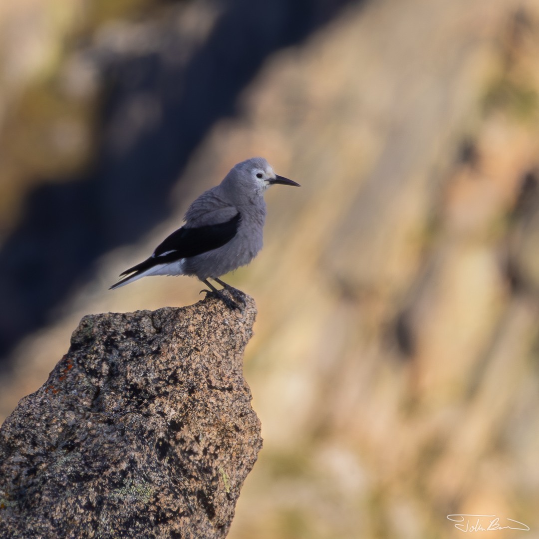 Clark's Nutcracker - ML609294048