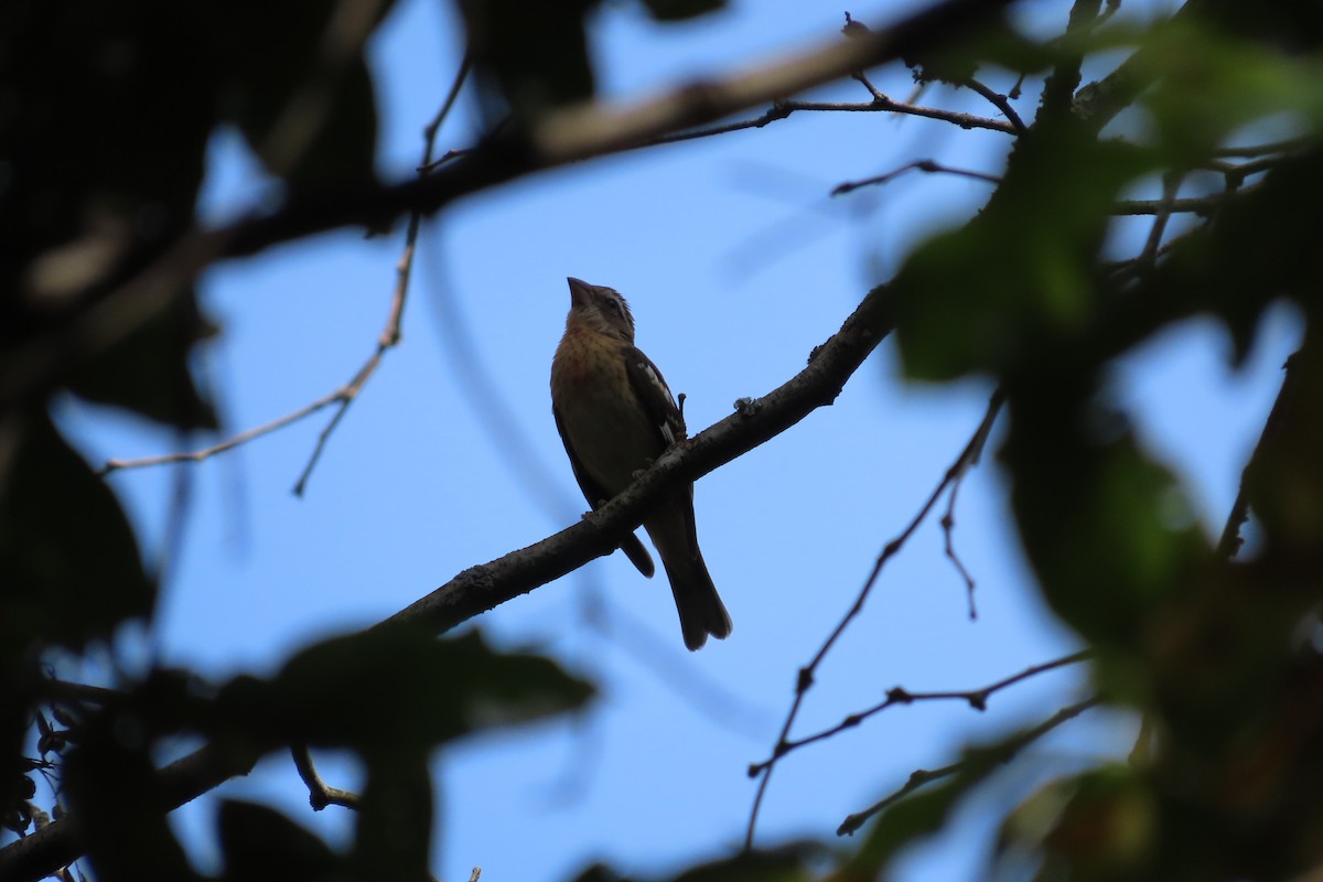 Rose-breasted Grosbeak - ML609294082