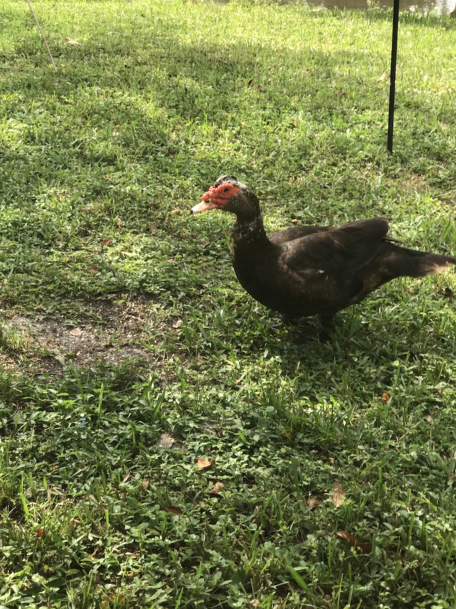 Muscovy Duck (Domestic type) - ML609294113