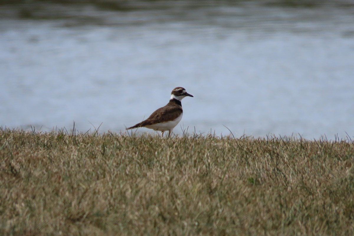 Killdeer - ML609294166