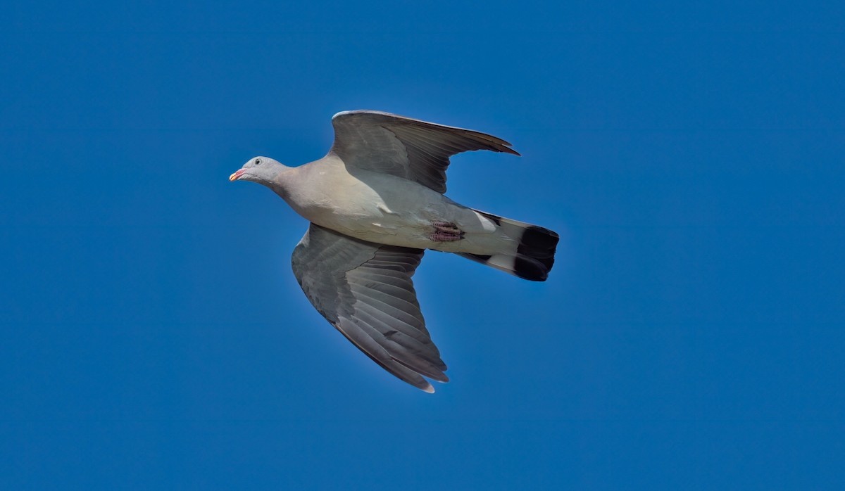 Common Wood-Pigeon - António Pena