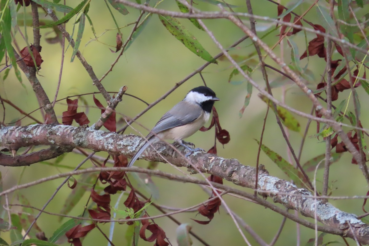 Mésange de Caroline - ML609294241