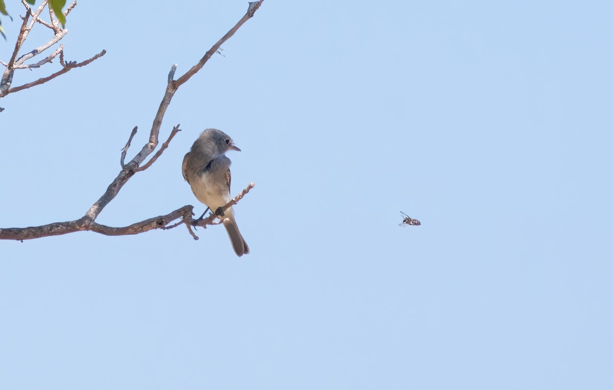 Gray Flycatcher - Norman Welsh