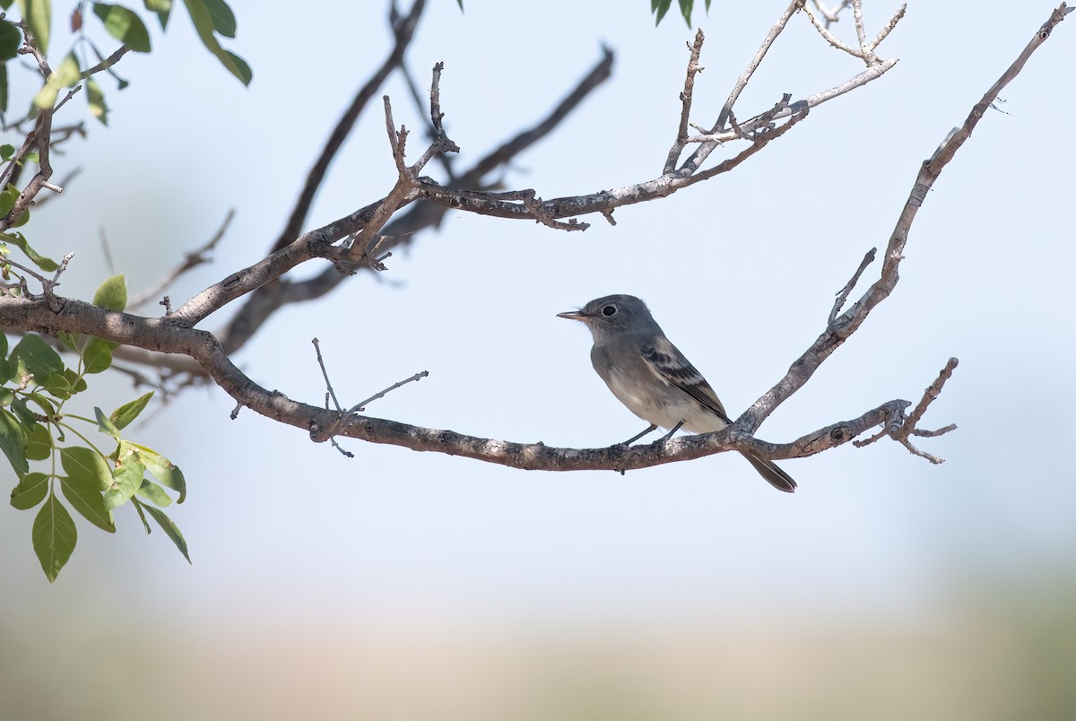 Gray Flycatcher - Norman Welsh