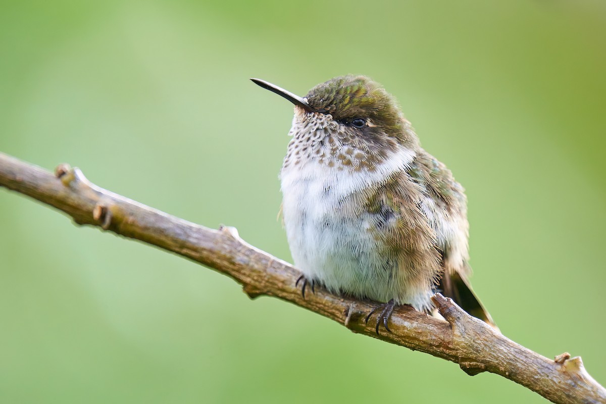 Volcano Hummingbird - Grigory Heaton