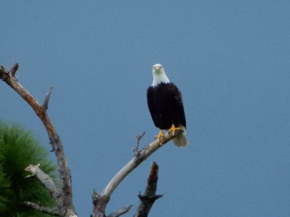 Bald Eagle - ML609294372