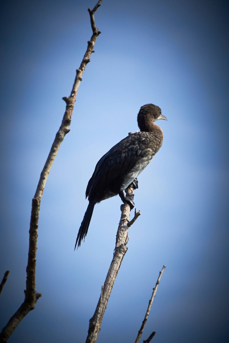 Great Cormorant - ML609294400