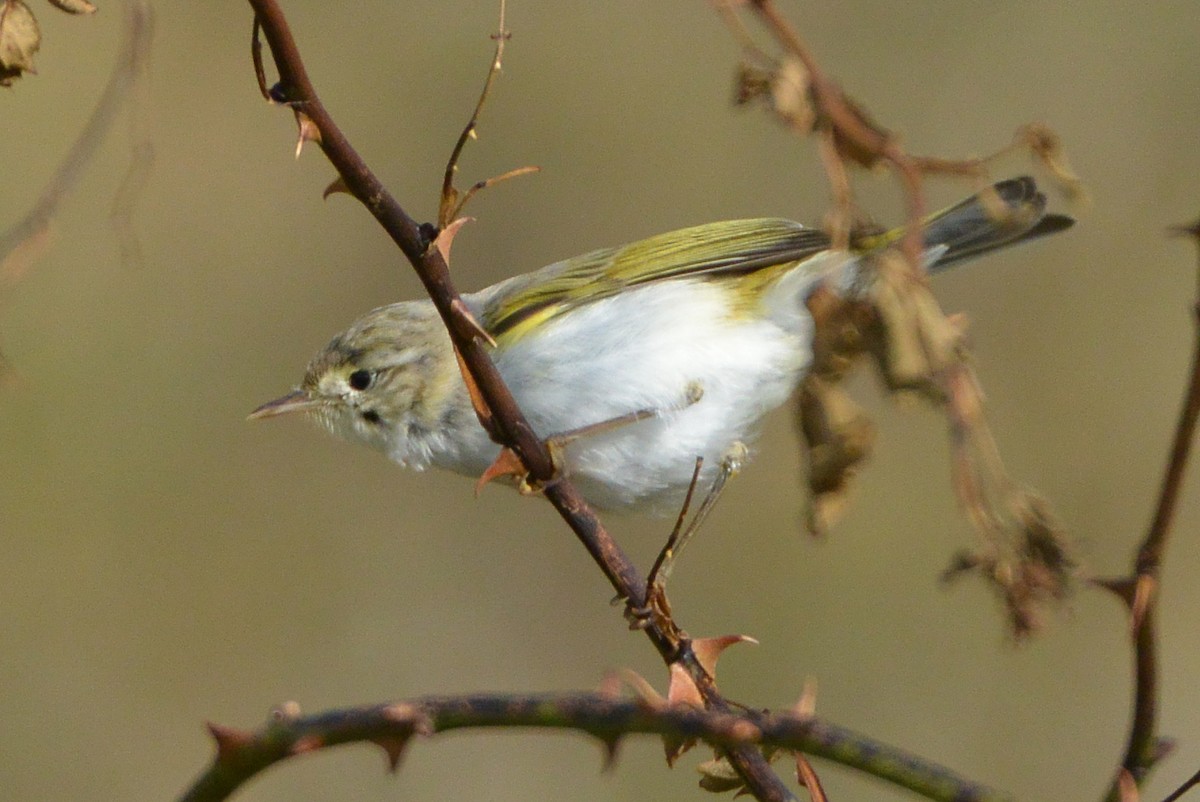 Western Bonelli's Warbler - ML609294443