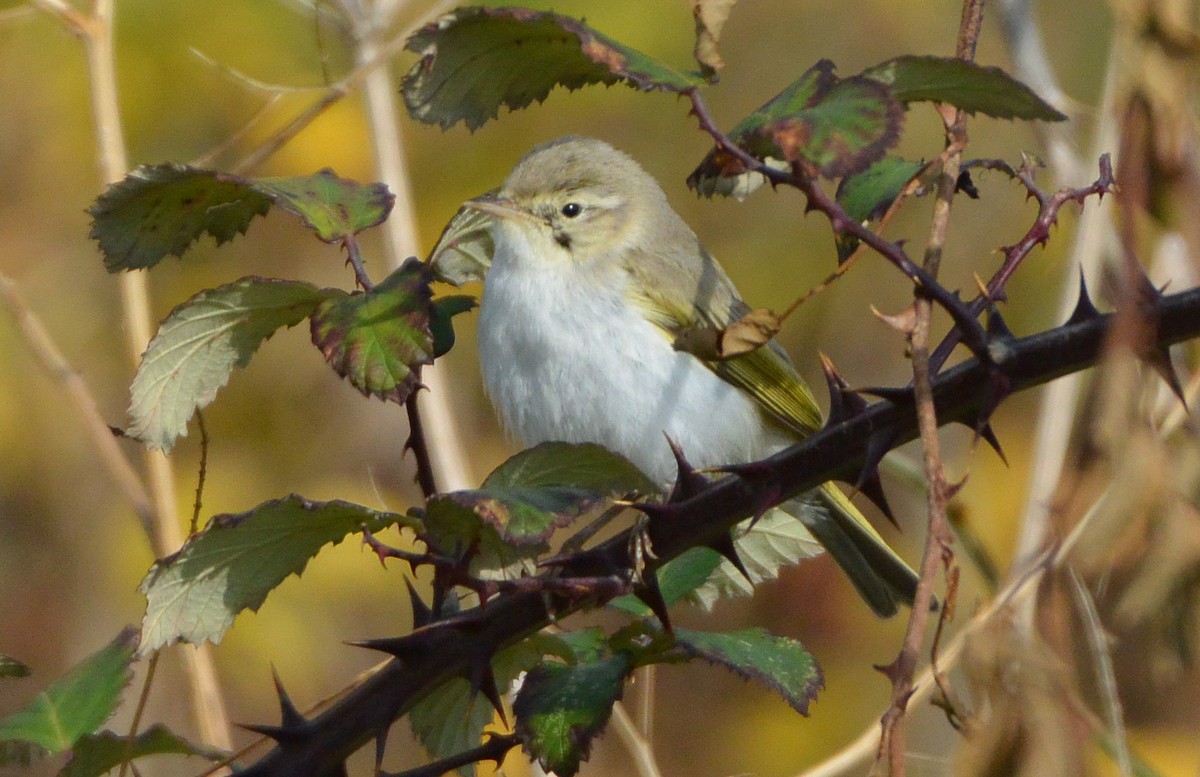 Western Bonelli's Warbler - ML609294444