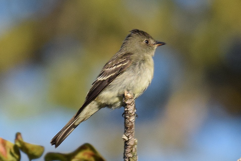 Eastern Wood-Pewee - ML609294453