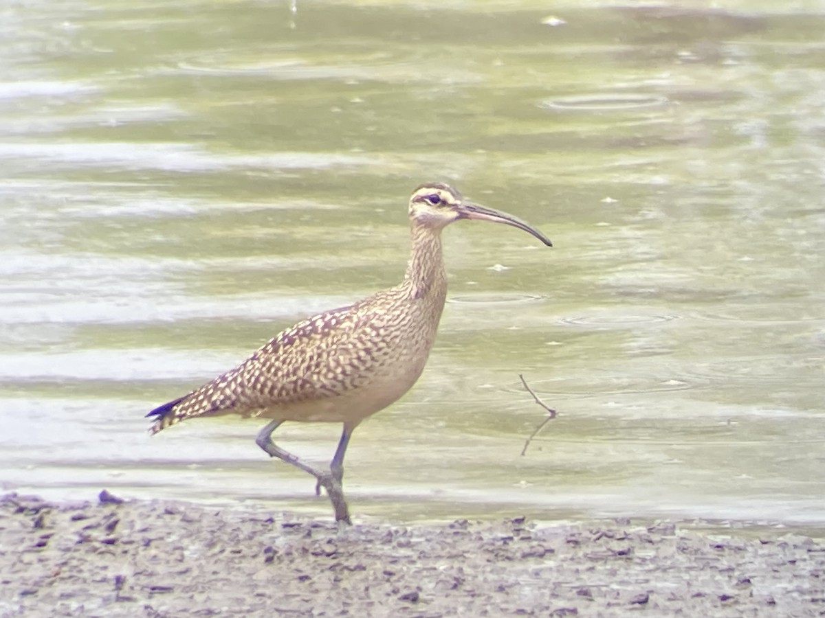 Whimbrel - ML609294474