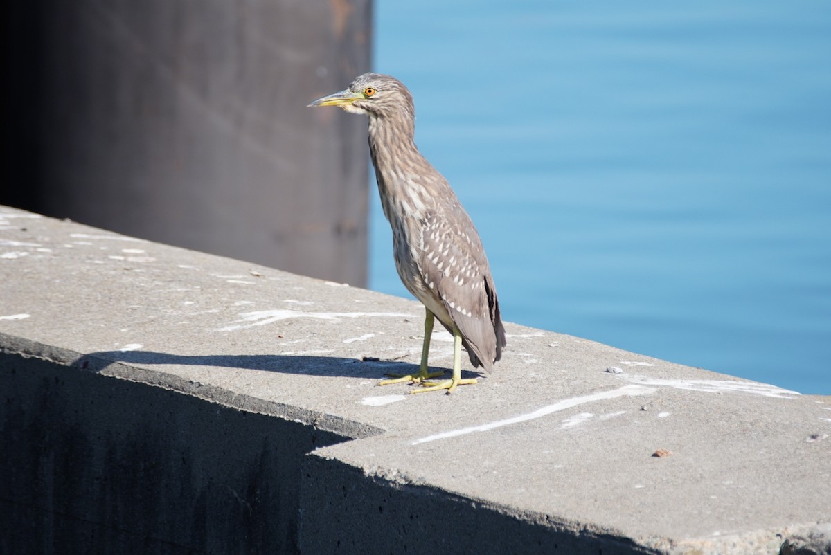 Black-crowned Night Heron - ML609294483