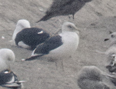 Slaty-backed Gull - ML609294485