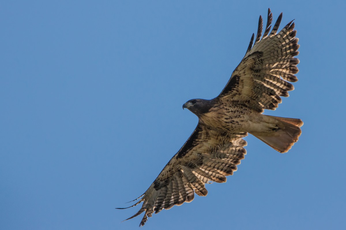 Red-tailed Hawk - Daniel Ward